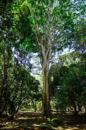 Huge trees at the Pamplemousses Botanical Garden. The garden is a popular tourist attraction in Mauritius.の写真素材