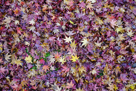 Maple leaves at the autumn park in Kyoto, Japan. Kyoto served as Japan capital and the emperor...