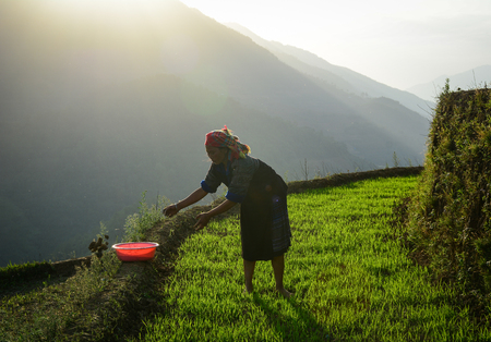 Sapa, Vietnam - May 28, 2016. A Hmong woman working on terraced rice field in Sapa, Vietnam. Sapa is a beautiful, mountainous town in northern Vietnam along the border with China.のeditorial素材