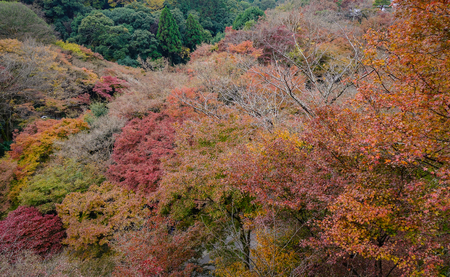 Autumn forest in Kyoto, Japan. Kyoto served as Japan capital and the emperor residence from 794 until 1868.のeditorial素材