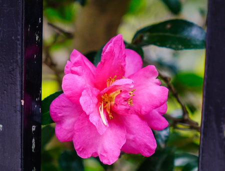 A Camellia sasanqua flower with leaves at a garden in Kyoto, Japan.の写真素材