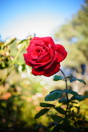 Close-up of a red rose at the city park in Christchurch, New Zealand.の写真素材