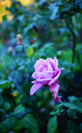 Close-up of a purple rose at the city park in Christchurch, New Zealand.の写真素材