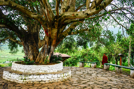 Thimphu, Bhutan - Aug 29, 2015. Sacred fig tree (Ficus religiosa) with a monk at Tibetan Buddhist temple in Bhutan.のeditorial素材