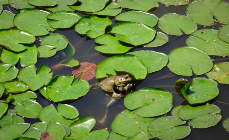 Frogs on waterlily pond at Ashikaga Flower Park in Tochigi, Japan.