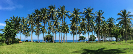 Coconut plantation in Lombok, Indonesia. Lying to the east of Bali, Lombok is the quieter and less developed alternative to its more famous neighbour.のeditorial素材