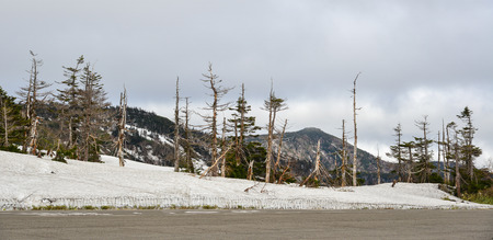 Pine trees on Mount Iwate at summer in Tohoku, Japan. Mt Iwate (2,038 m) is the highest mountain in Iwate and is one of Japan 100 Most Beautiful Mountains.の写真素材
