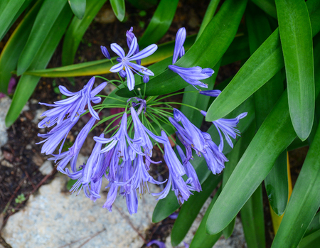 Agapanthus africanus flowers at the garden in Dalat, Vietnam.の写真素材