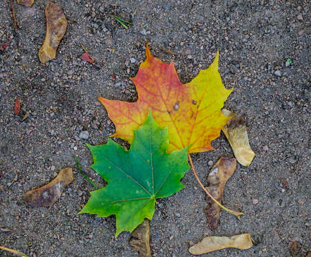 Autumn leaves fall down at the forest in Vyborg, Russia.の写真素材