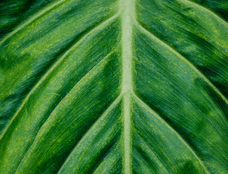 Details of green taro leaf at botanic garden. Close up.