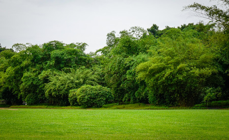 Bamboo forest at botanic garden in Singapore. Singapore, referred to as the Lion City, the Garden City, is a sovereign city-state in Southeast Asia.の写真素材