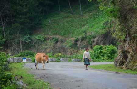 Mai Chau, Vietnam - May 25, 2016. A girl with cows on mountain road in Mai Chau, Vietnam. Mai Chau is a rural district of Hoa Binh Province in the Northwest region of Vietnam.のeditorial素材