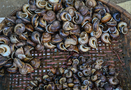 Snails in bamboo basket for sale at the rural market. Close up.の写真素材