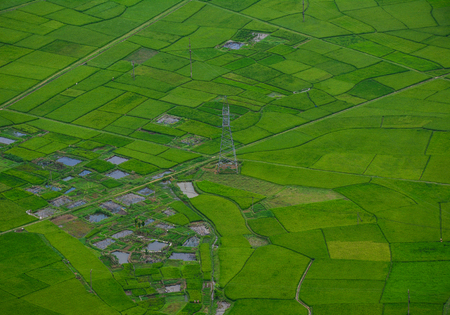 Rice field in Northern Vietnam. Vietnam is one of the world leading rice exporters.の写真素材