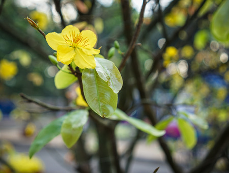 Ochna integerrima tree and flowers at spring time in southern Vietnam.の写真素材
