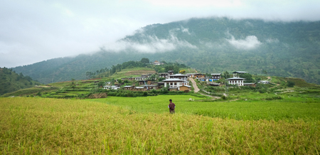 Sopsokha village with rice field at misty day in Bhutan. Agriculture has a dominant role in Bhutan economy. Most of the population is involved in agriculture.の写真素材
