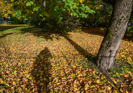 Autumn scenery with yellow leaves at city park in Vyborg, Russia.の写真素材