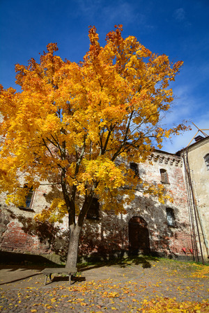 Old building with autumn tree at sunny day in Vyborg, Russia.の写真素材