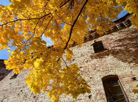 Old brick castle with autumn tree at sunny day in Vyborg, Russia.のeditorial素材