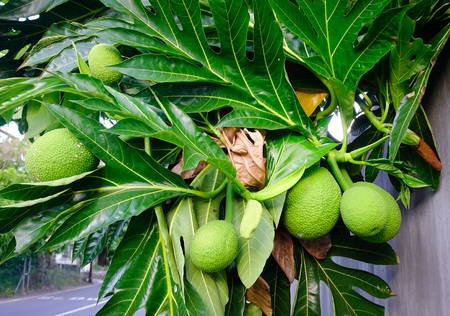 Breadfruit (Artocarpus altilis) tree with fruits. Breadfruit originated in the South Pacific and was...
