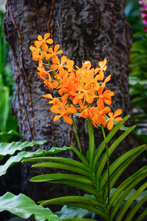 Yellow orchid flowers blooming at Tao Dan Park in Saigon, Vietnam.の写真素材