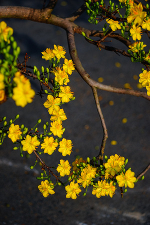 Ochna integerrima flowers at Tao Dan Park in Saigon, southern Vietnam.の写真素材