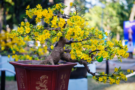 Ochna integerrima flowers at Tao Dan Park in Saigon, southern Vietnam. Mai flower (Ochna integerrima), a special Vietnamese flower blooming profusely in early Spring.の写真素材
