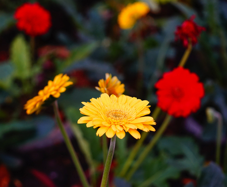 Close-up of Gerbera flower at spring garden in Saigon, Vietnam.の写真素材