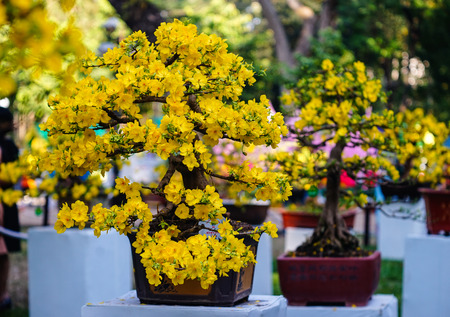 Ochna integerrima flowers at spring time in southern Vietnam. Mai flower (Ochna integerrima), a special Vietnamese flower blooming profusely in early Spring.の写真素材