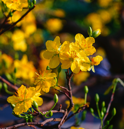 Ochna integerrima flowers at spring time in southern Vietnam. Ochna integerrima is a deciduous shrub or tree that can grow up to 12 metres tall.の写真素材