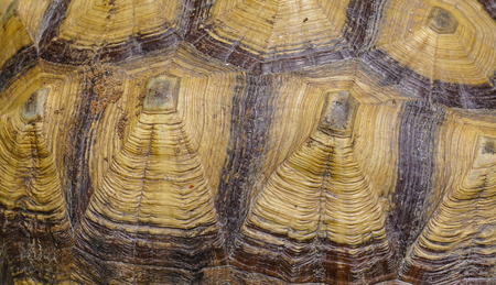 Large turtle shell texture beautiful background - close up.
