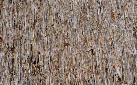 Dried leaf wall of cottages at countryside in Penang, Malaysia.の写真素材