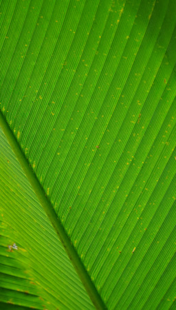 Green leaf close-up texture. Natural backdrop. Tropical nature detail. Fresh green banana leaf...