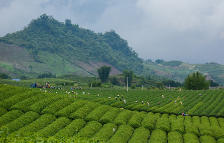 People harvesting tea on the field in Moc Chau, Vietnam. Moc Chau Plateau is known as one of the most attractive tourists destination in Northern Vietnam.のeditorial素材