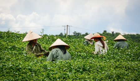 Moc Chau, Vietnam - May 26, 2016. People harvesting tea on the field in Moc Chau, Vietnam. Moc Chau Plateau is known as one of the most attractive tourists destination in Vietnam.のeditorial素材