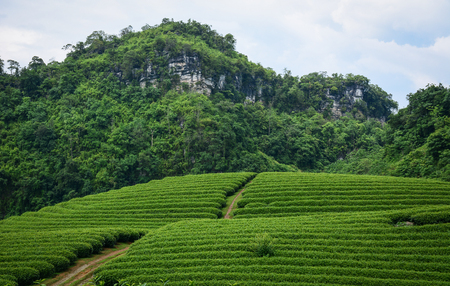 Tea plantation on mountain in Moc Chau, Vietnam. Moc Chau Plateau is known as one of the most attractive tourists destination in Northern Vietnam.の写真素材