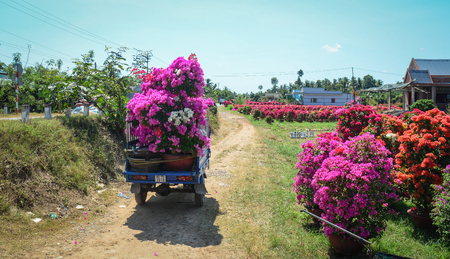Mekong Delta, Vietnam - Jan 31, 2016. People carrying flowers to market in Mekong Delta, Vietnam. The Mekong Delta is by far Vietnam most productive region in agriculture.のeditorial素材