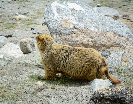 A mole on mountain in Ladakh, State of Jammu & Kashmir, Northern India.の写真素材
