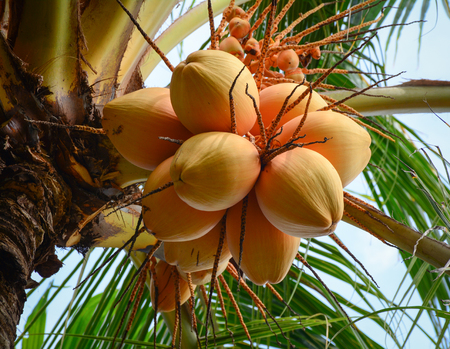 Close-up of coconut fruits on the tree at sunny day in Bali, Indonesia.