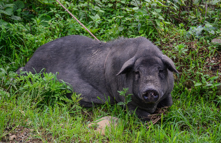 Close-up of a black pig at garden in Ha Giang Province, Northern Vietnam.の写真素材