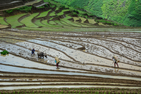 Lao Cai, Vietnam - Jun 1, 2016. Ethnic people working on terraced rice field in Lao Cai, Vietnam. The terraced rice fields in most of the mountain areas in the North of Vietnam.のeditorial素材