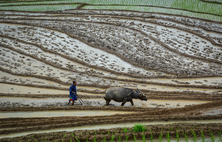 Lao Cai, Vietnam - Jun 1, 2016. A Hmong man working on terraced rice field in Lao Cai, Vietnam. The terraced rice fields in most of the mountain areas in the North of Vietnam.のeditorial素材