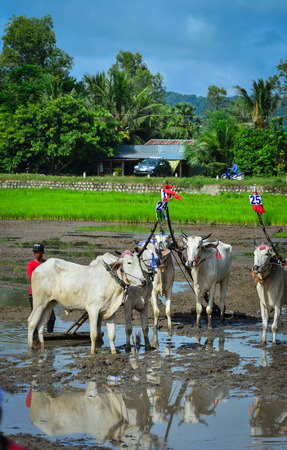 Cows standing on the field during ox racing festival in An Giang, Vietnam. Ox race is a typical sport of the Khmer ethnics in Chaudok Township.の写真素材