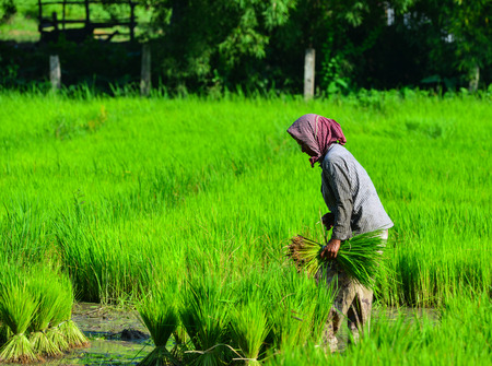 An Giang, Vietnam - Sep 2, 2017. A Khmer woman working on rice field in An Giang, Vietnam. An Giang is located in the southwestern part of the country, sharing a border with Cambodia.のeditorial素材