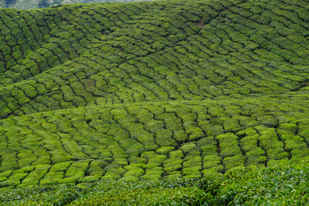 Tea plantation in Cameron Highlands, Malaysia. About 75 percent of the highland is over a 1,000 metres above sea level.の写真素材