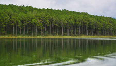 Lake scenery with pine forest at summer in Dalat, Vietnam. Da Lat is a popular tourist destination, located 1500m above sea level on the Langbian Plateau.の写真素材