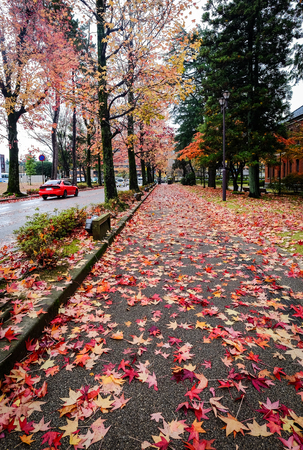 Kanazawa, Japan - Nov 19, 2016. City park with many trees at autumn in Kanazawa, Japan. Kanazawa is the capital of Ishikawa Prefecture, on Japan central Honshu Island.の写真素材