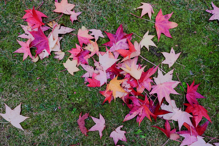 Autumn leaves on grass in Kyoto, Japan. Kyoto served as Japan capital and the emperor residence from...