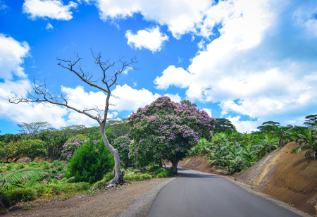 Rural road in Mauritius Island. Mauritius, an Indian Ocean island nation, is known for its beaches, lagoons and reefs.の写真素材