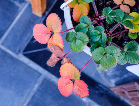 Trifolieae (clover) plants at the garden in autumn. Close up.